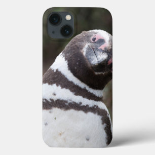 Magellanic Penguin Portrait iPhone 13 Case