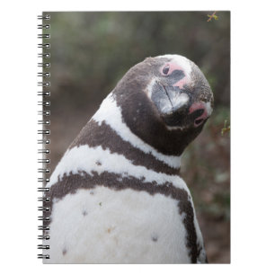Magellanic Penguin Portrait Notebook