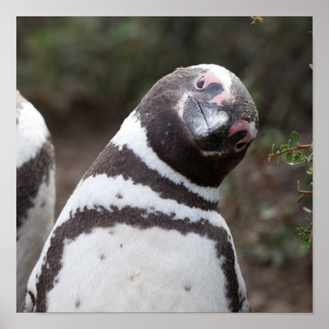 Magellanic Penguin Portrait Poster (Front)