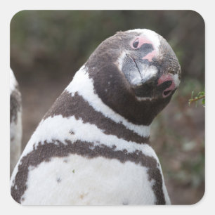 Magellanic Penguin Portrait Square Sticker