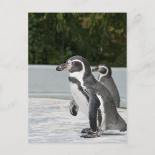 Magellanic Penguin Postcard