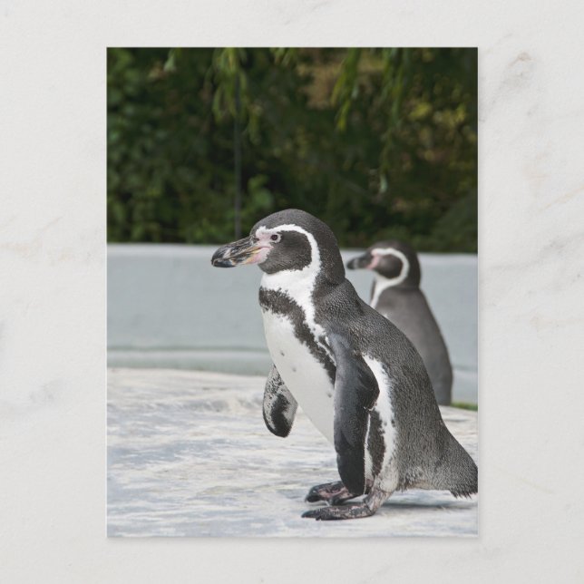 Magellanic Penguin Postcard (Front)