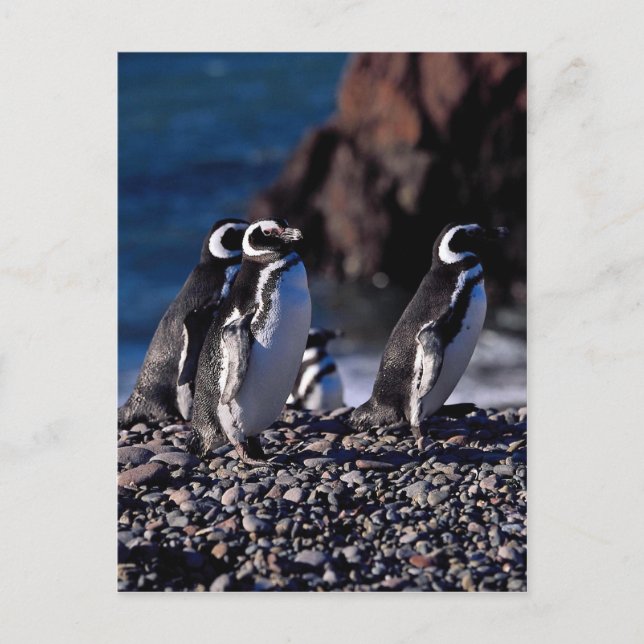 Magellanic Penguin Postcard (Front)