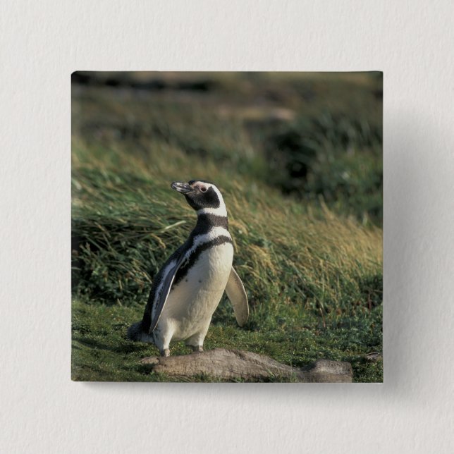 Magellanic Penguin (Spheniscus magellanicus), 15 Cm Square Badge (Front)