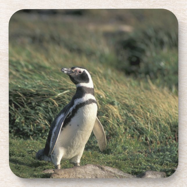 Magellanic Penguin (Spheniscus magellanicus), Coaster (Front)