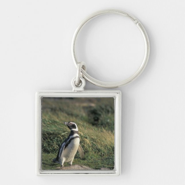 Magellanic Penguin (Spheniscus magellanicus), Key Ring (Front)