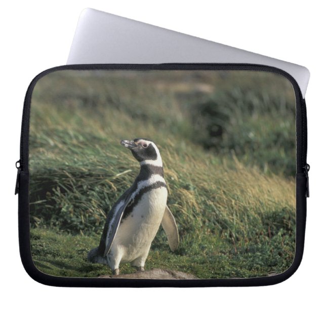 Magellanic Penguin (Spheniscus magellanicus), Laptop Sleeve (Front)