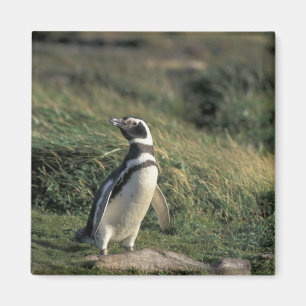 Magellanic Penguin (Spheniscus magellanicus), Magnet