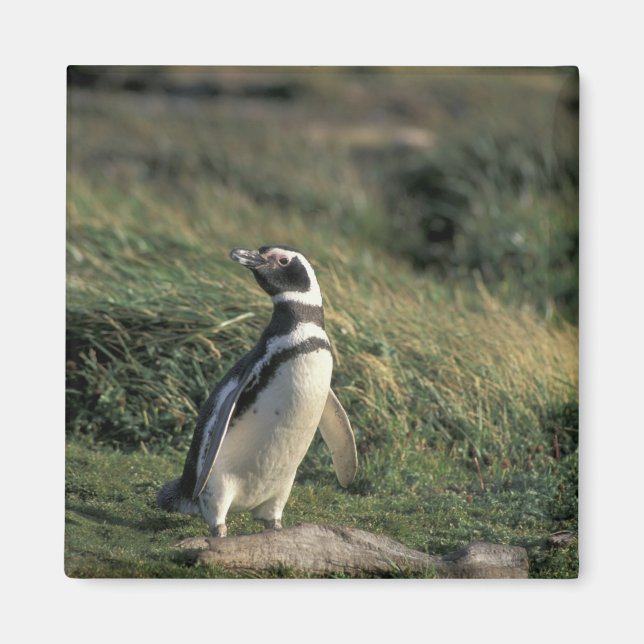Magellanic Penguin (Spheniscus magellanicus), Magnet (Front)