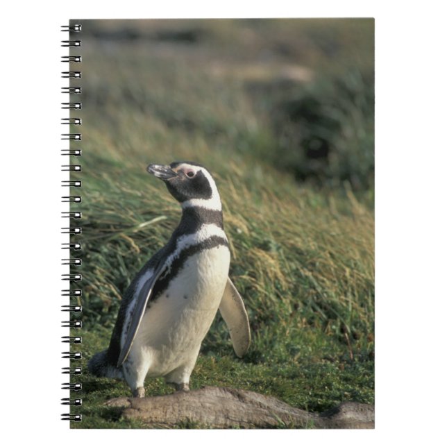 Magellanic Penguin (Spheniscus magellanicus), Notebook (Front)