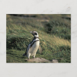 Magellanic Penguin (Spheniscus magellanicus), Postcard