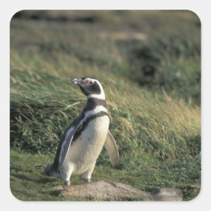 Magellanic Penguin (Spheniscus magellanicus), Square Sticker
