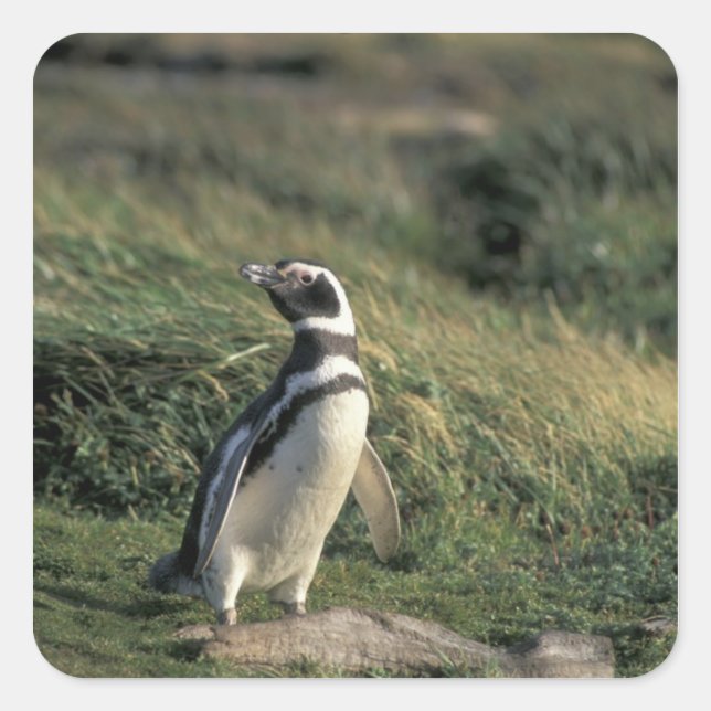 Magellanic Penguin (Spheniscus magellanicus), Square Sticker (Front)