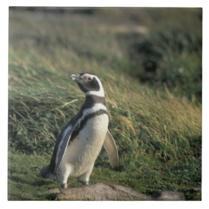 Magellanic Penguin (Spheniscus magellanicus), Tile