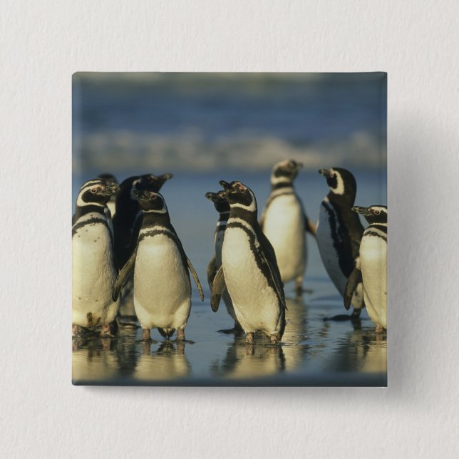 Magellanic Penguins, Spheniscus 15 Cm Square Badge (Front)