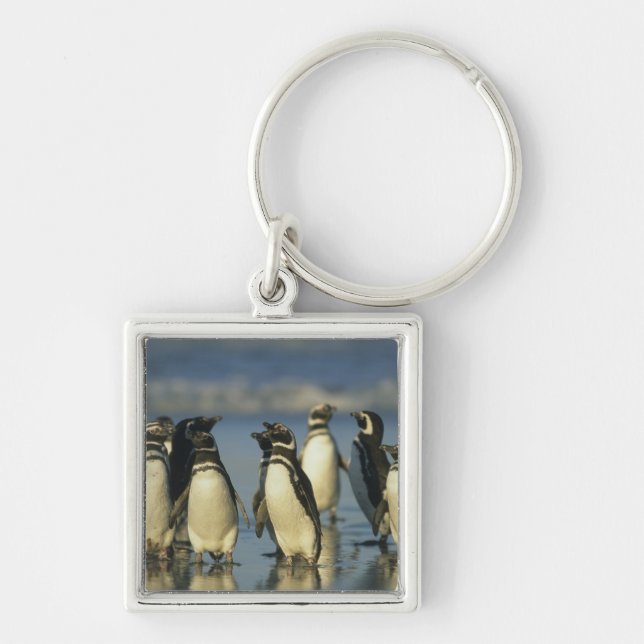 Magellanic Penguins, Spheniscus Key Ring (Front)
