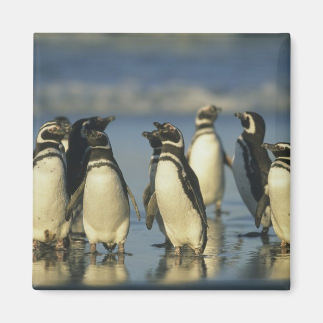 Magellanic Penguins, Spheniscus Magnet (Front)