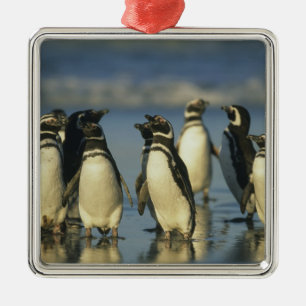 Magellanic Penguins, Spheniscus Metal Tree Decoration