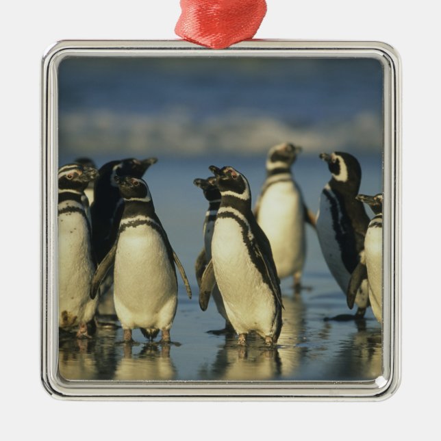 Magellanic Penguins, Spheniscus Metal Tree Decoration (Front)