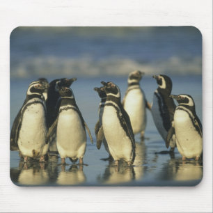 Magellanic Penguins, Spheniscus Mouse Pad