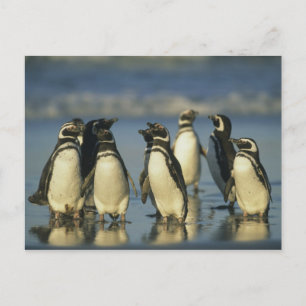 Magellanic Penguins, Spheniscus Postcard