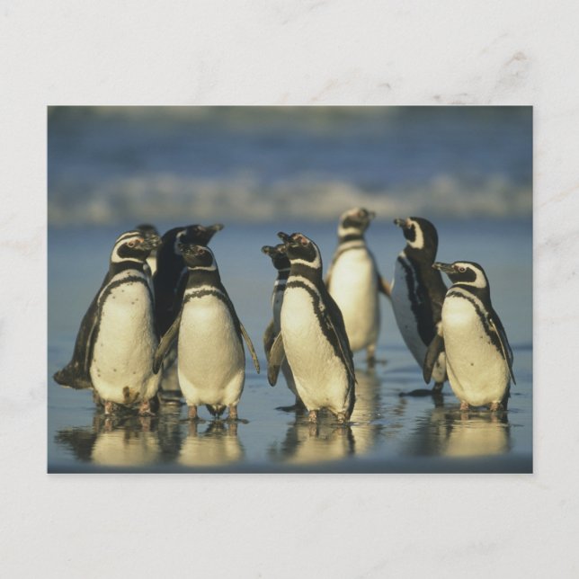 Magellanic Penguins, Spheniscus Postcard (Front)
