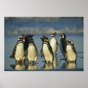 Magellanic Penguins, Spheniscus Poster