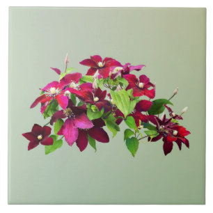 Magenta Clematis With Vine Ceramic Tile