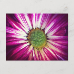 Magenta Daisy Postcard