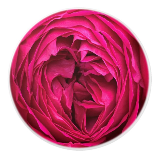Magenta English rose Ceramic Knob (Front)