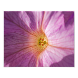 Magenta Flower Photo Print