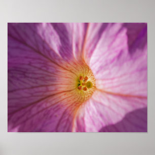 Magenta Flower Poster