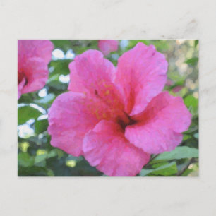 Magenta Hibiscus Postcard