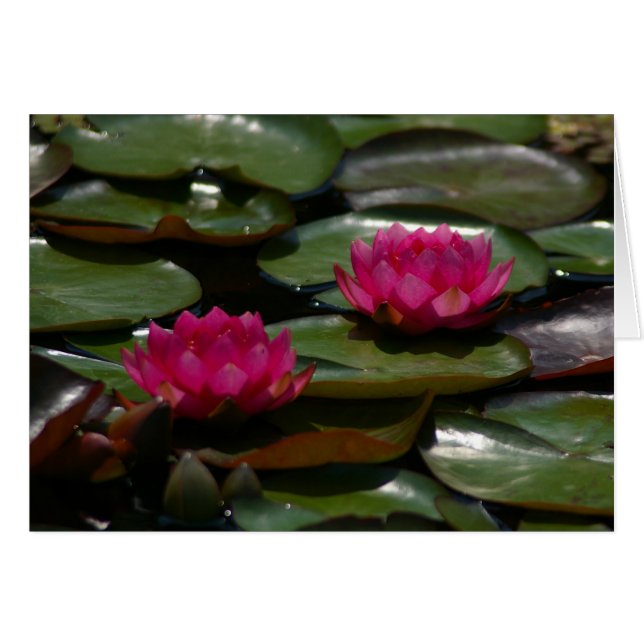 Magenta Lotus Waterlilies (Front Horizontal)