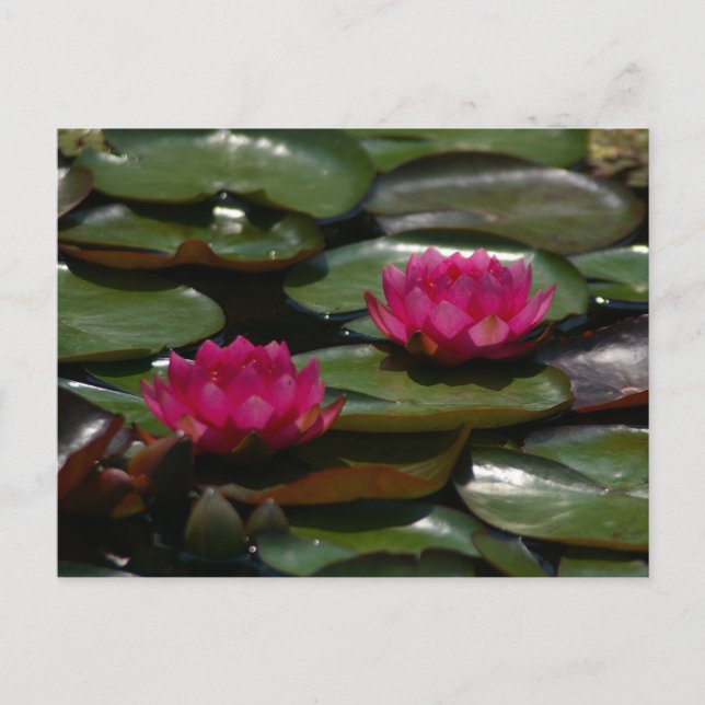 Magenta Lotus Waterlilies Postcard (Front)