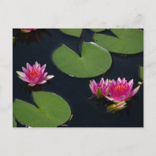 Magenta Lotus Waterlillies Postcard