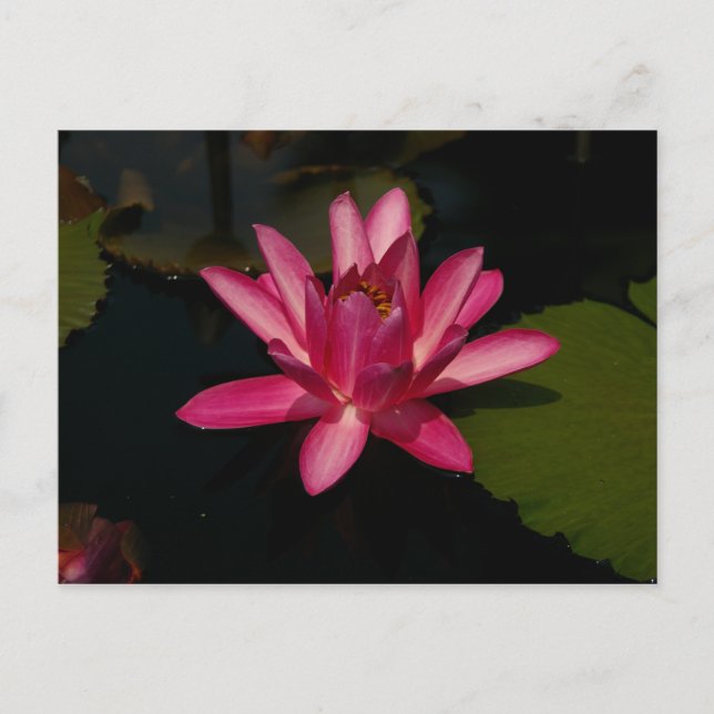 Magenta Lotus Waterlily Postcard (Front)