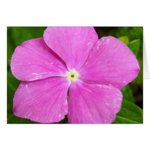 Magenta Madagascar periwinkle