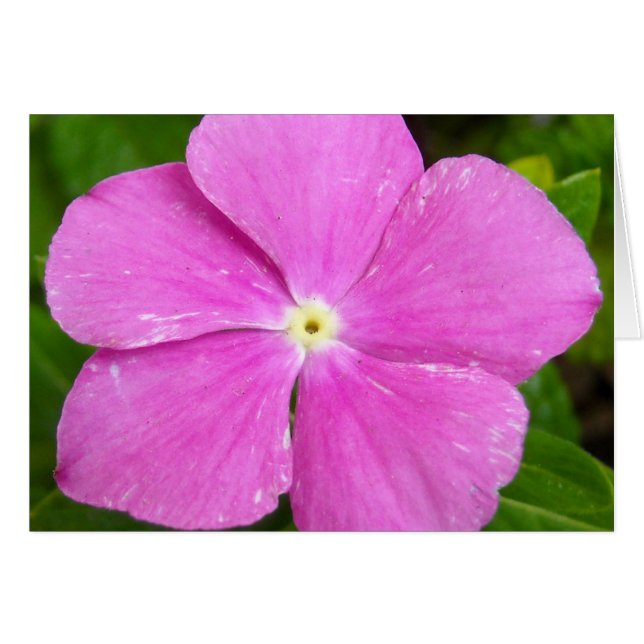 Magenta Madagascar periwinkle (Front Horizontal)