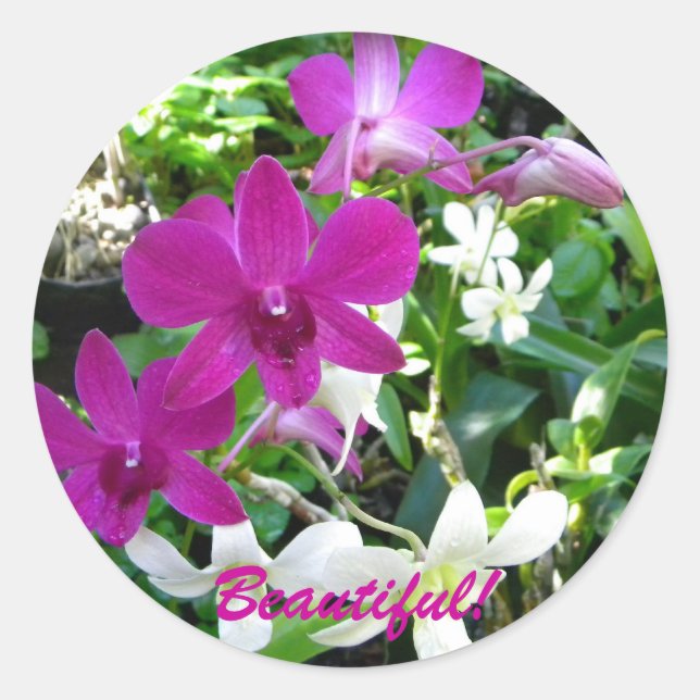 Magenta Orchids Classic Round Sticker (Front)