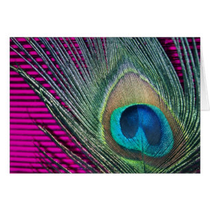Magenta Peacock with Lines