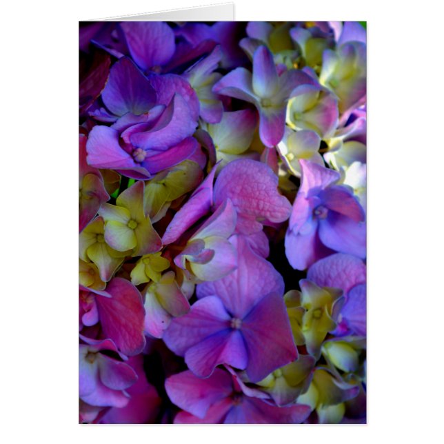 Magenta Purple blue yellow Hydrangeas flowers (Front)