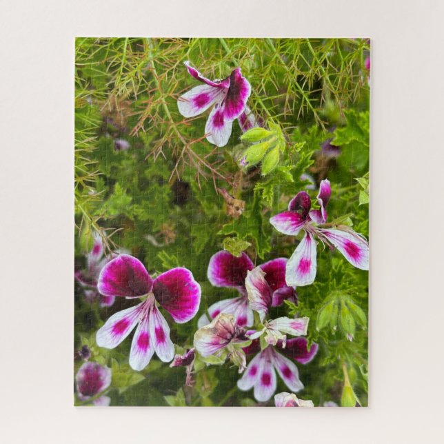 Magenta Scented-Leaf Geranium, Oakland Jigsaw Puzzle (Vertical)