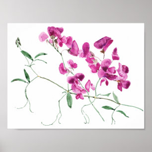 magenta sweet peas flowers watercolor poster