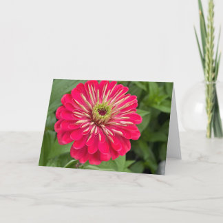 Magenta Zinnia Blank Note Card
