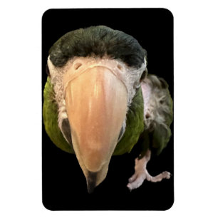 magic beakysnooter magnet