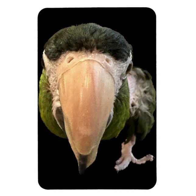 magic beakysnooter magnet (Vertical)