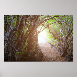 Magic forest in the morning poster