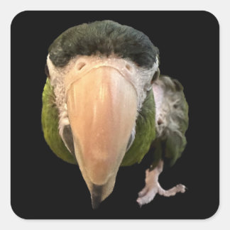 magic mikey super stickers