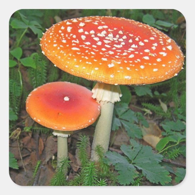 Magic Mushrooms Square Sticker (Front)